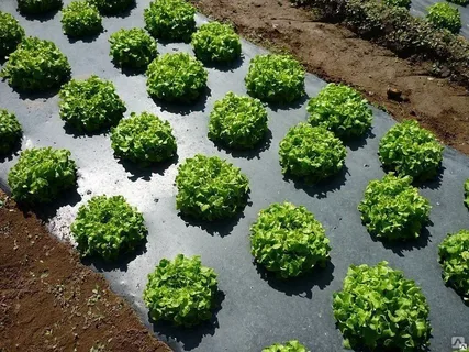 Mulching Films Market Growth Trends & Forecast to 2035