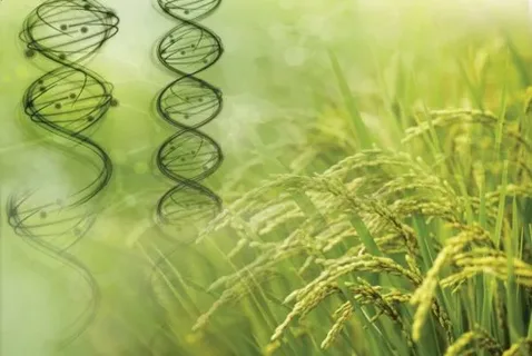 Plant Genomics Market Expanding from USD 10.58 Bn in 2025 to USD 16.8 Bn by 2032 at 6.5% CAGR Driven by CRISPR and Climate-Resilient Crop Demand as per Stalwart Research Insights